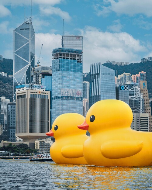 DOUBLE-DUCKS-5.jpeg