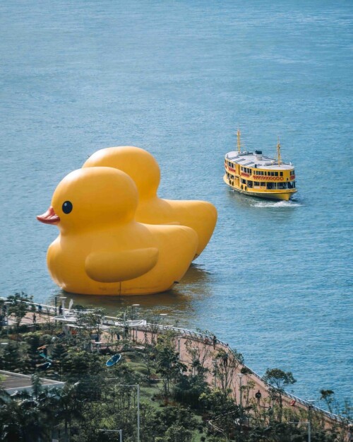 DOUBLE-DUCKS_Star-Ferry-1.jpeg