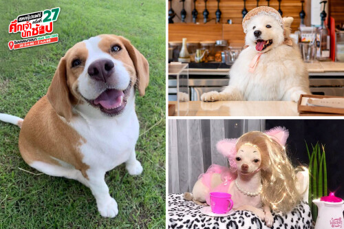 all-DOG-Celebrity-re1.jpeg